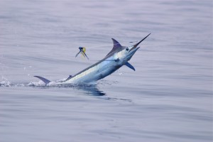 Fishing for Marlin in Hawaii